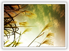 The ImMedia Approach